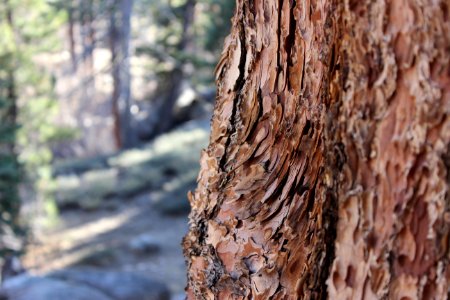 Big bear, United states, Tree trunk