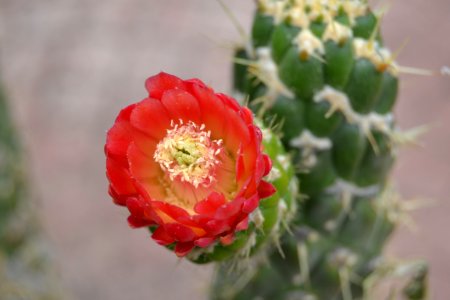 Botanic garden, Gran canari, Spain