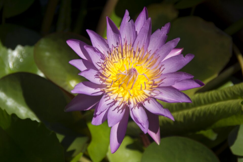 Puket water lily lotus