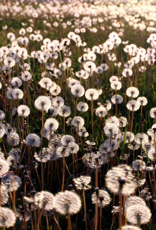 Nature wild beauty