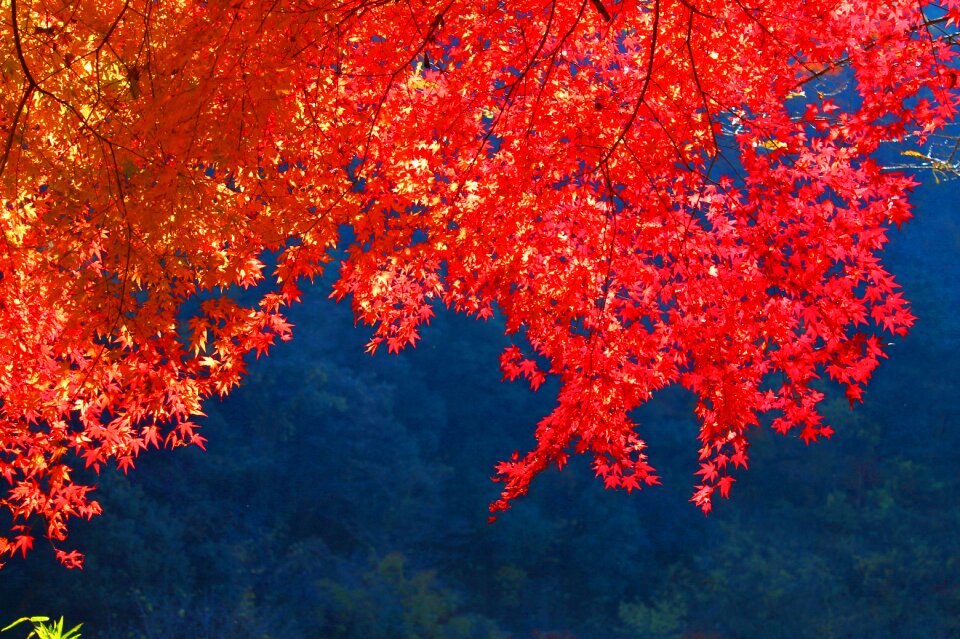 Autumnal leaves autumn japan