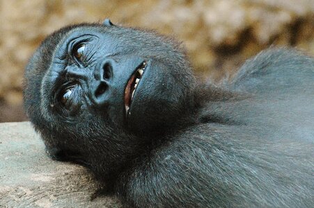 Animal wild animal tierpark hellabrunn