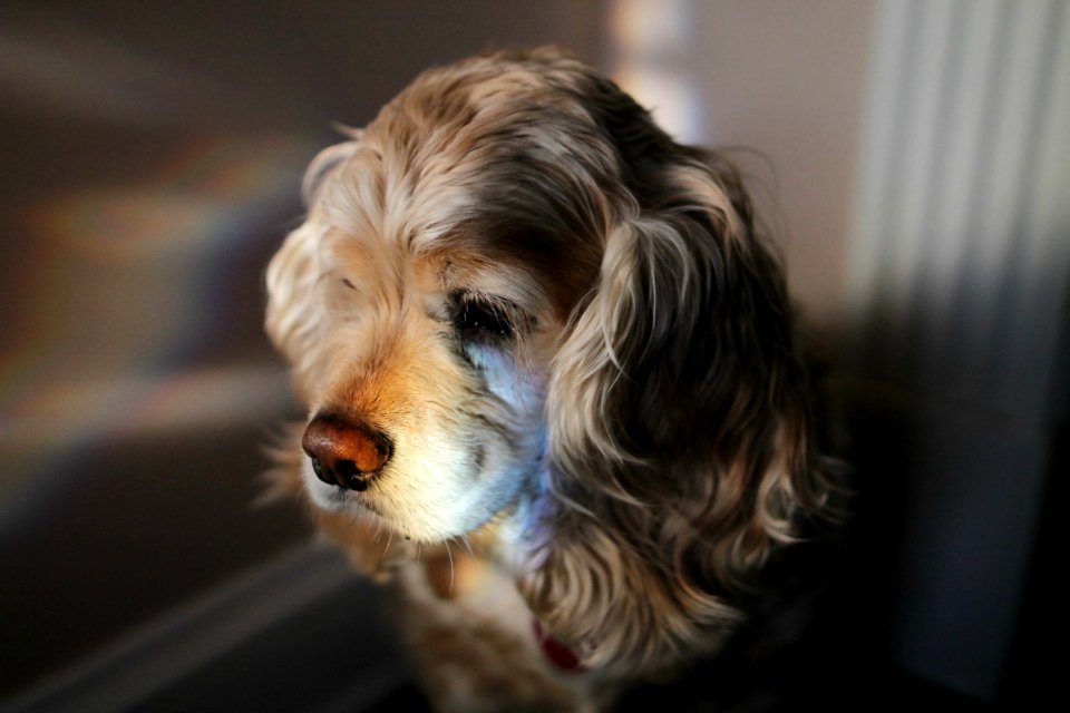 Detail, Cocker spaniel, Dog