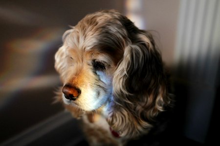 Detail, Cocker spaniel, Dog