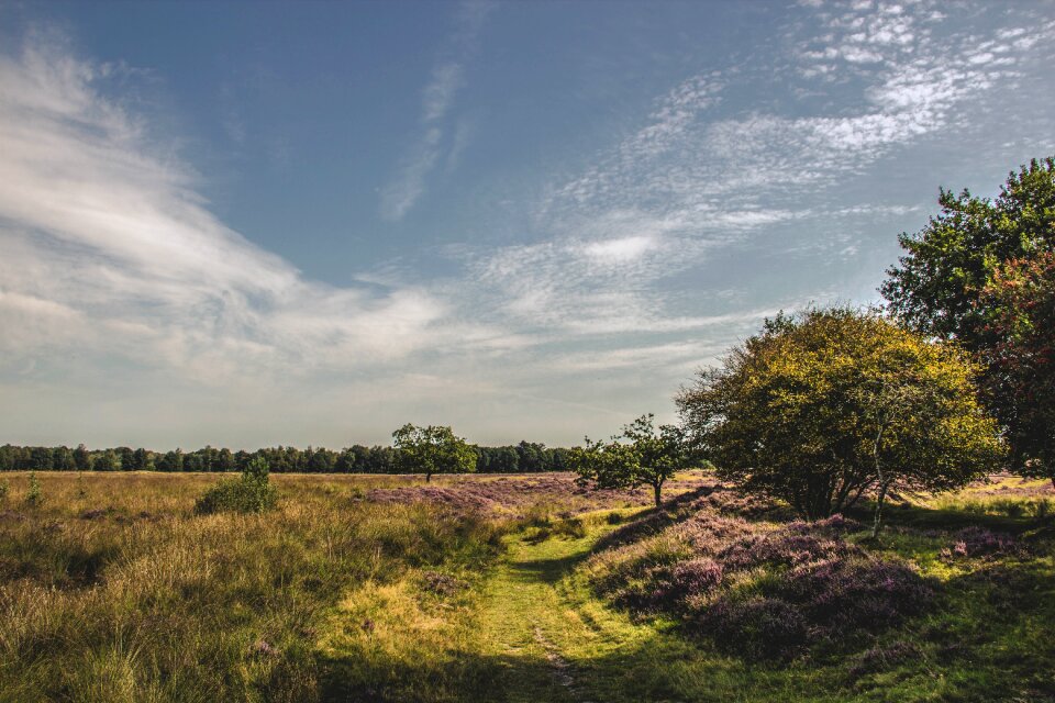 Meadow summer green photo