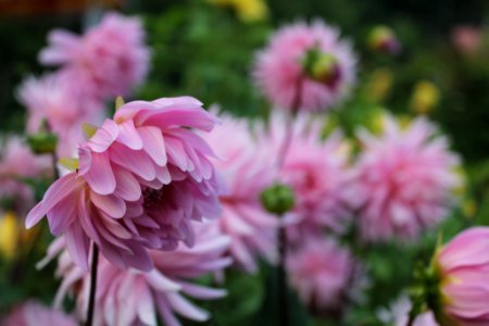 Manali, India, Bloom