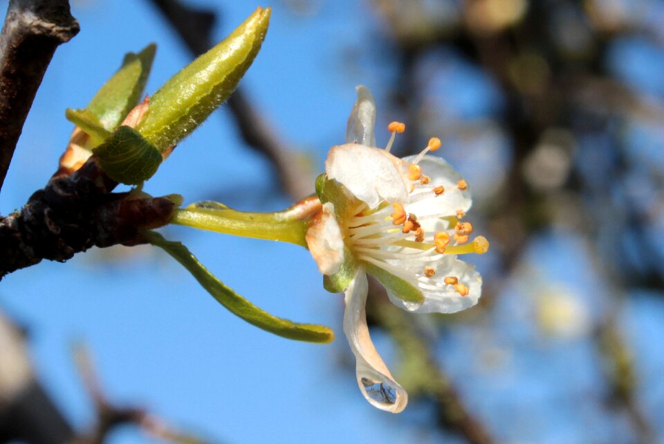 Flowering stems branches spring