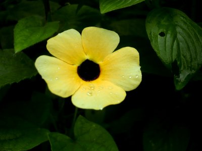 Prigen, Indonesia