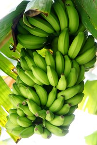 Yellow healthy fruit
