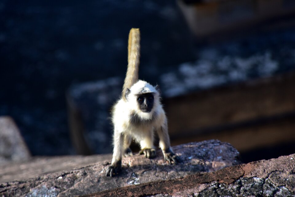 Monkey vitality life