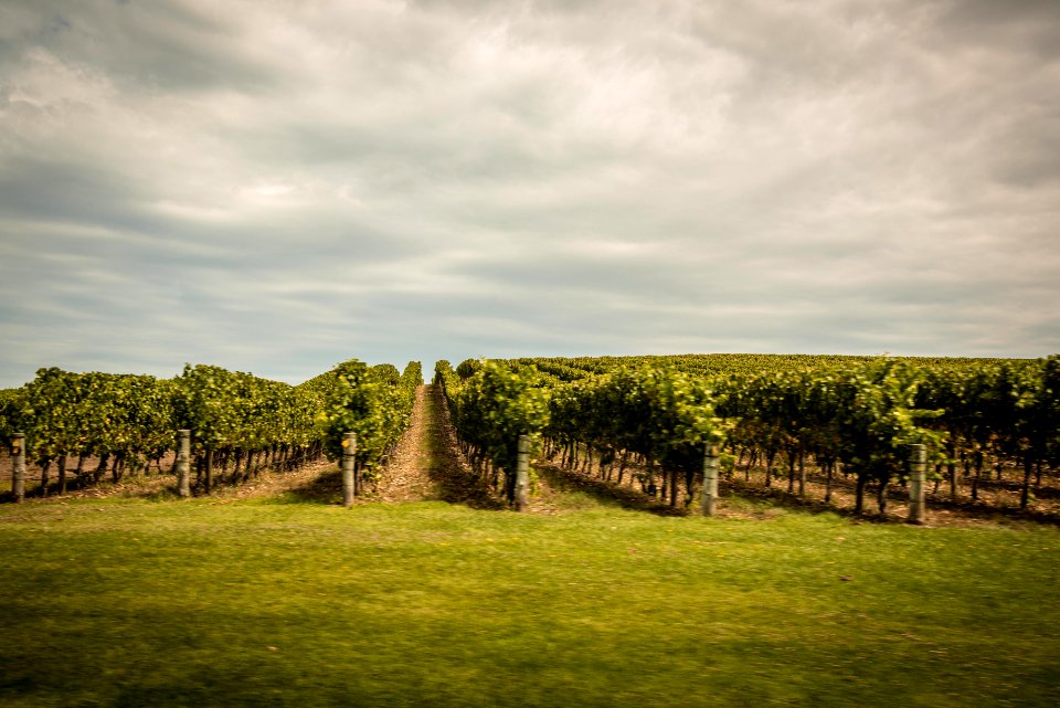 Adelaide, Australia, Vineyard
