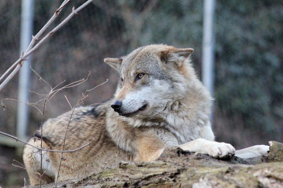 Wild animal wildlife park canis lupus