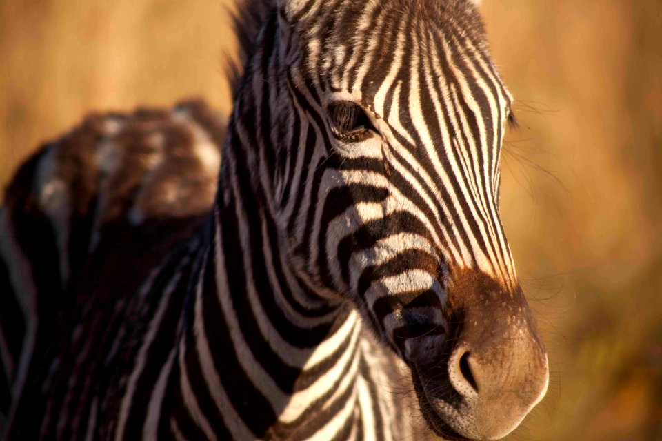 Johannesburg, South africa