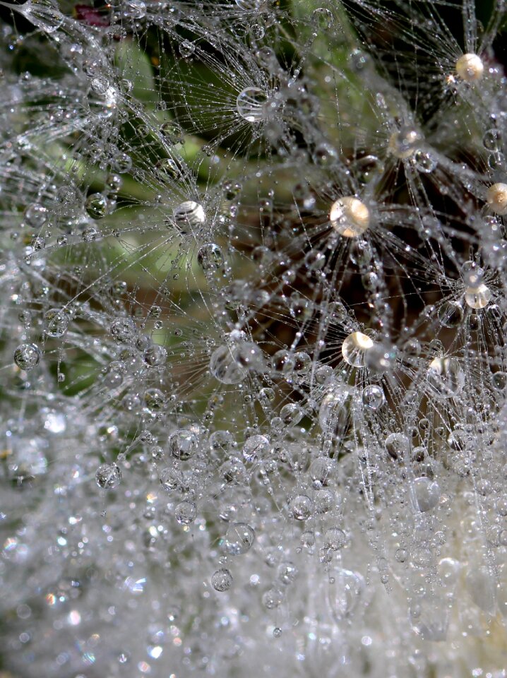 Dew plant wet
