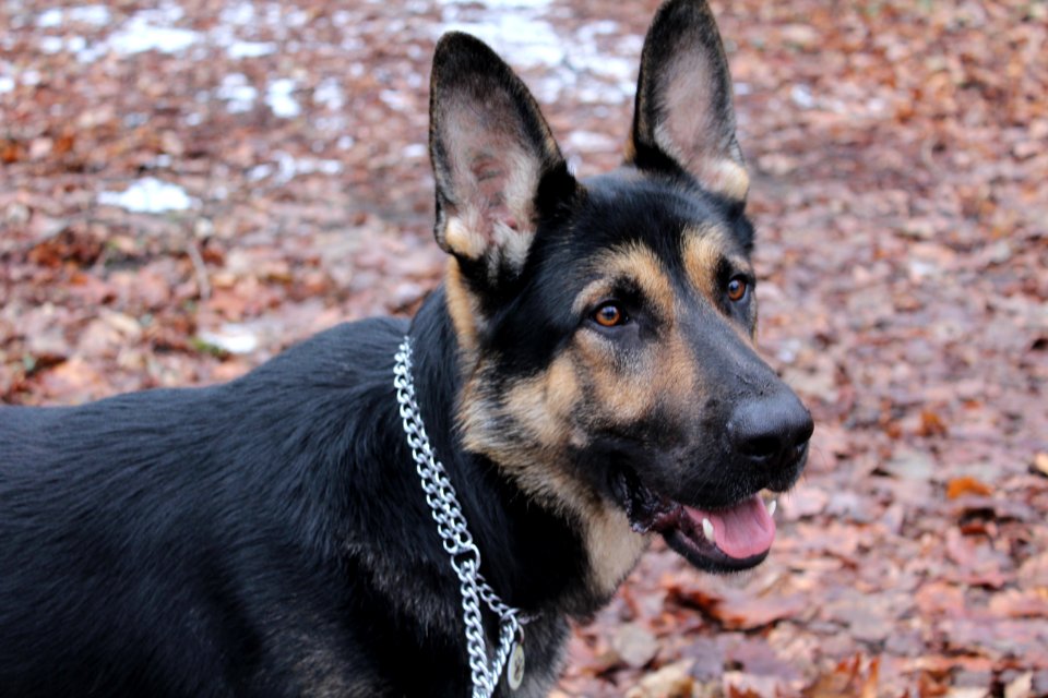Animals, Dog, Nature