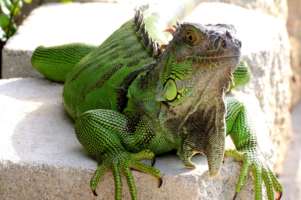 Key west, United states, Iguana