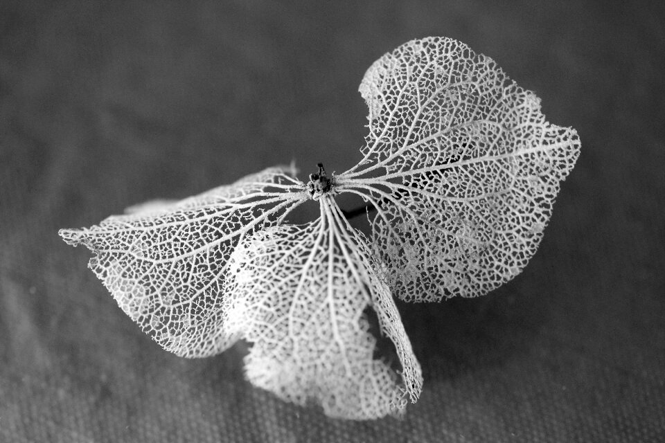 Trockenblume autumn nature