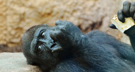 Zoo animal wild animal