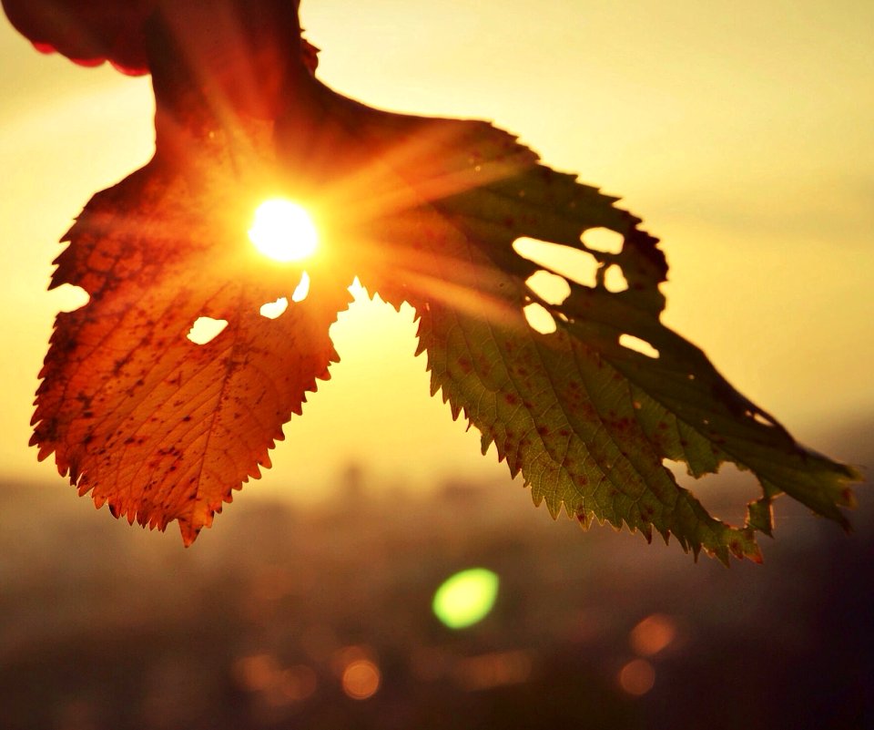 Sunny, Autumn, Leafs