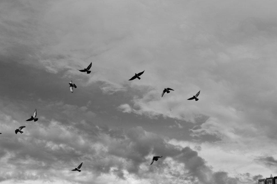 Bird, Sky photo