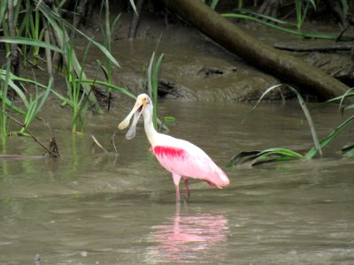 Costa rica, River tempisque, Aquatic bird