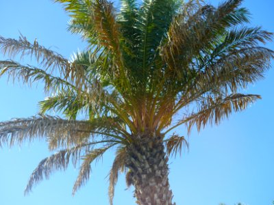 Beach, Palm tree photo