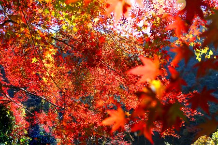 Autumnal leaves autumn japan