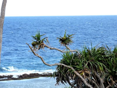 Tonga, Ocean, Beach