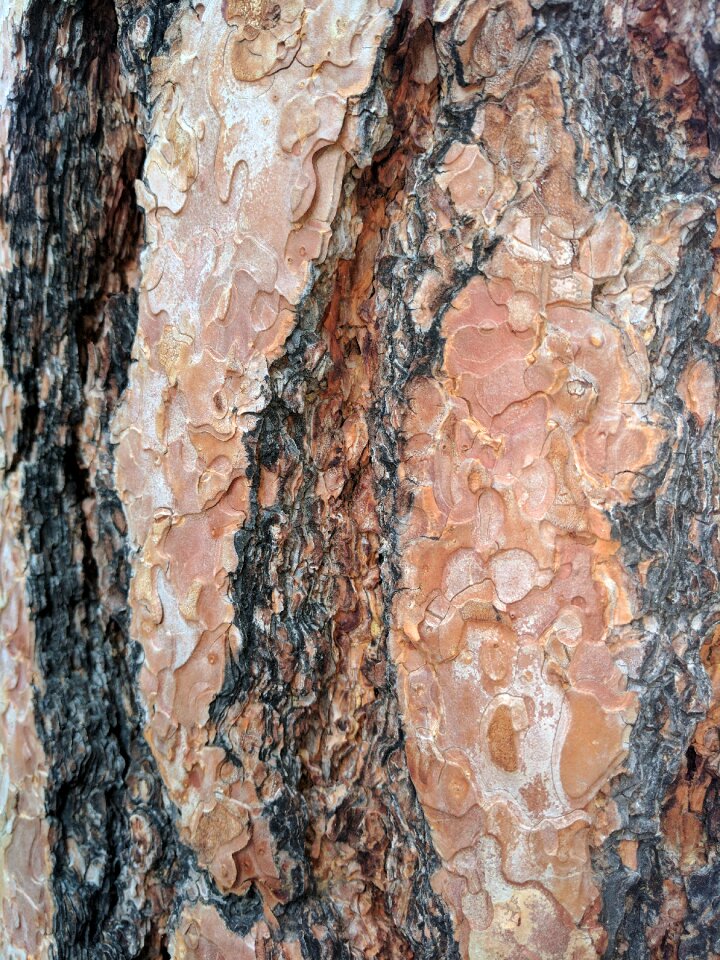 Nature tree wood