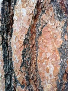 Nature tree wood photo