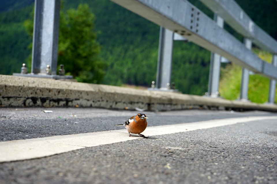 Switzerl, Forrest, Animal