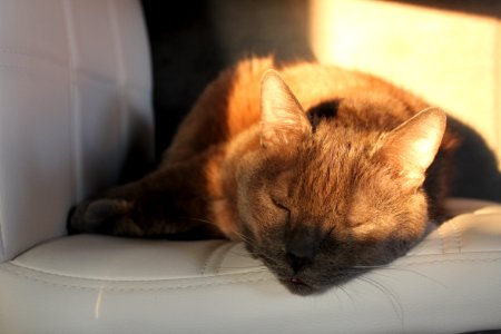Sunset, Blur, Cat