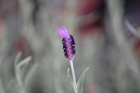 Mordialloc, Australia, Last lavender flower photo