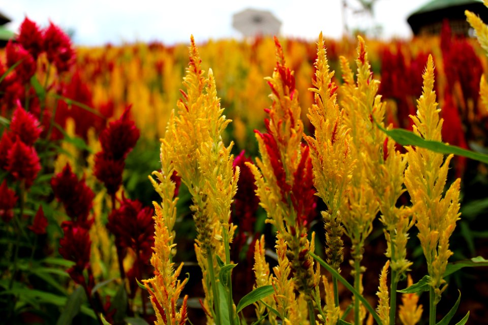 Sirao garden, Philippines, Cebu city