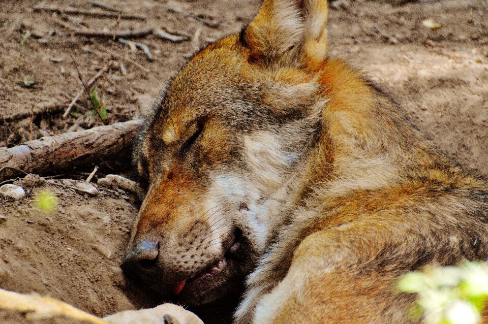 Animal wild animal animal world