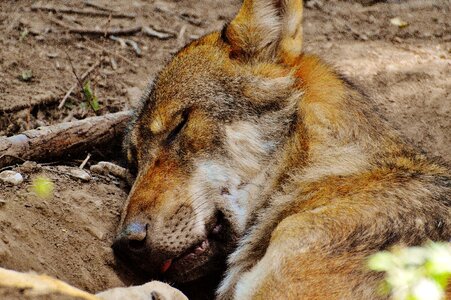 Animal wild animal animal world