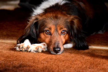 Brown dog, Photo, Puppy