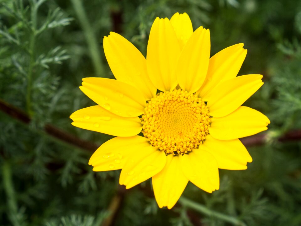 Nature flowers pistils