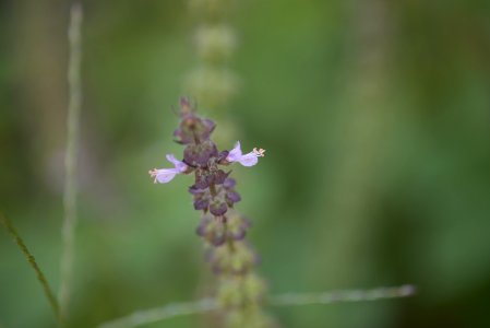 Sydney, Australia, Macro