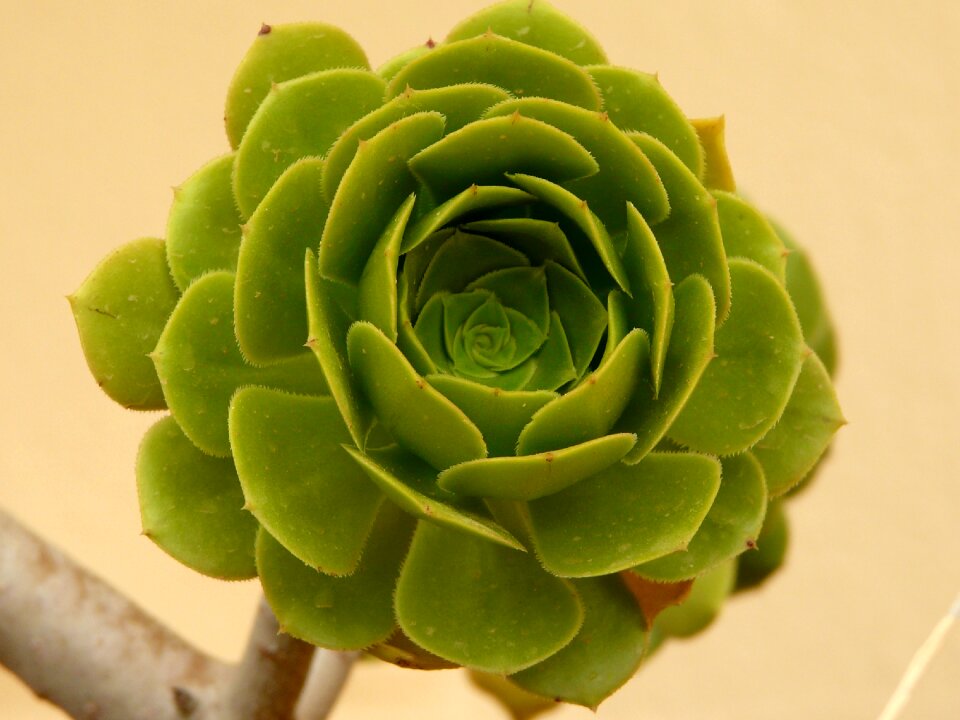 Aeonium arboreum plant garden