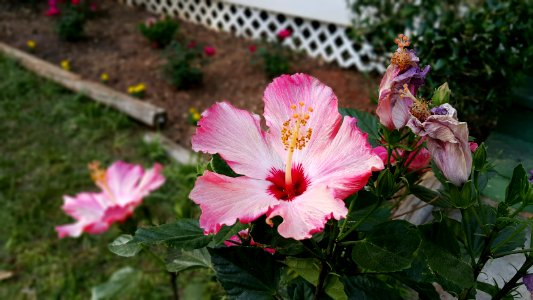 Lilburn, United states, Yard