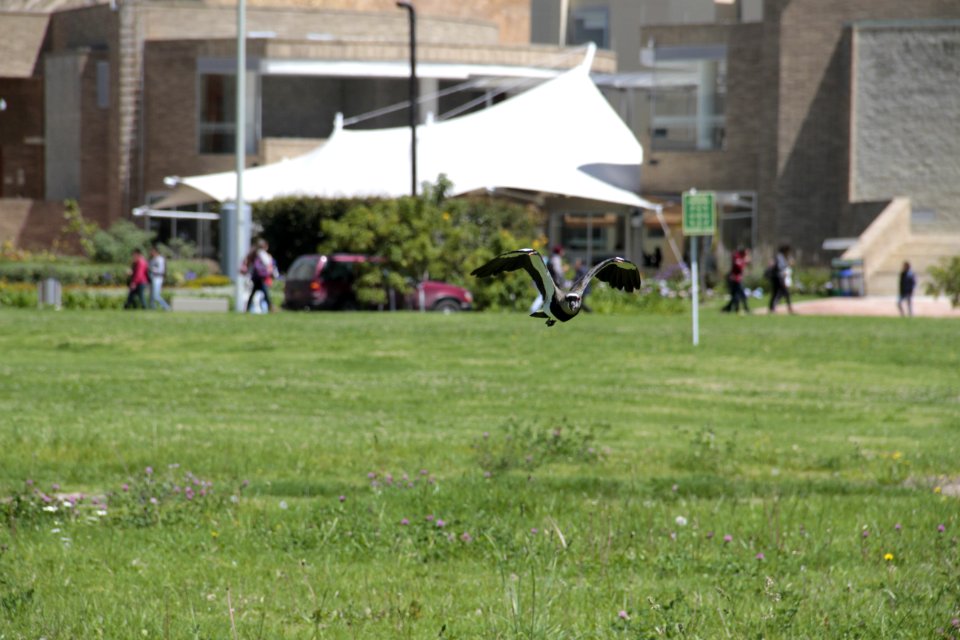 Militar university of new granada, Colombia, Flight
