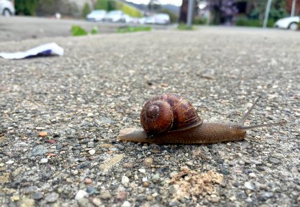 Slug, Shell, Sidewalk photo