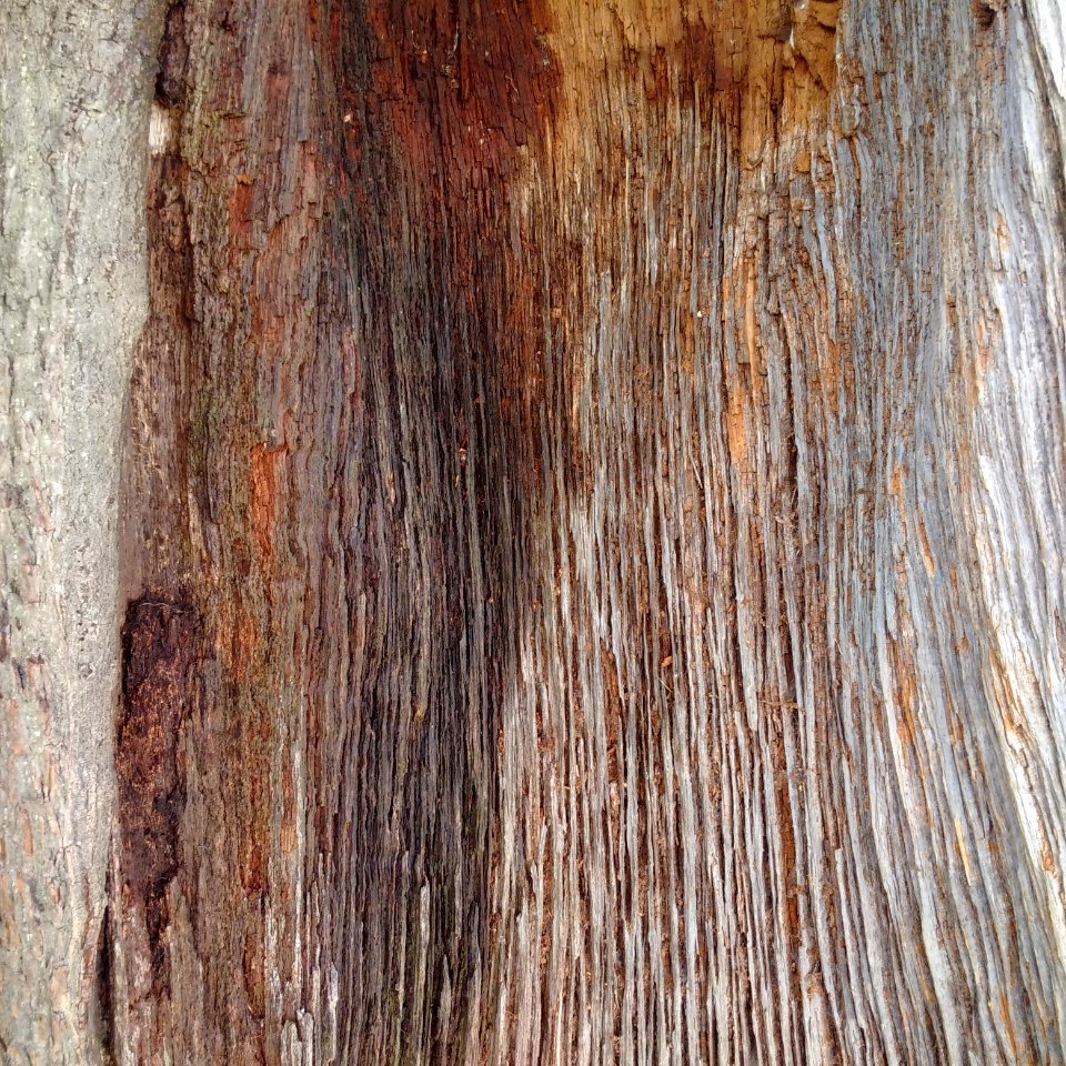 Trees, Nature, Detail