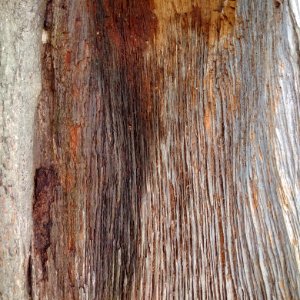 Trees, Nature, Detail