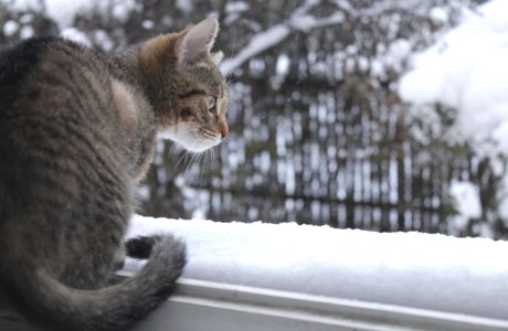 Rustic, Old, Window