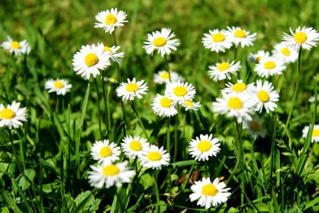 Fresh, Spring, Happy