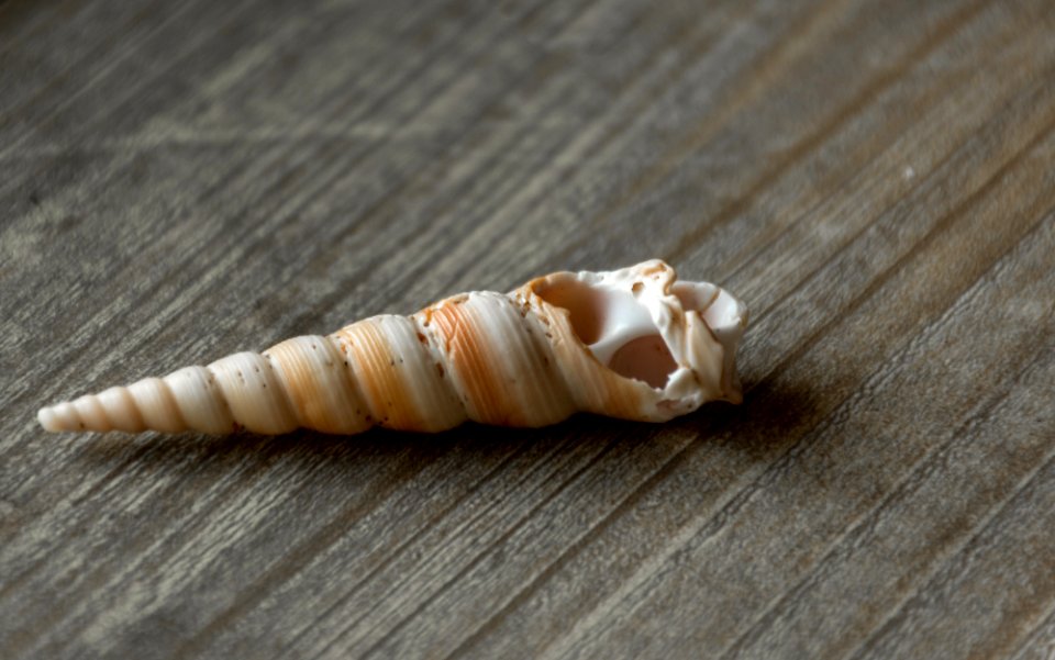 Sea shell, Wood, Brown