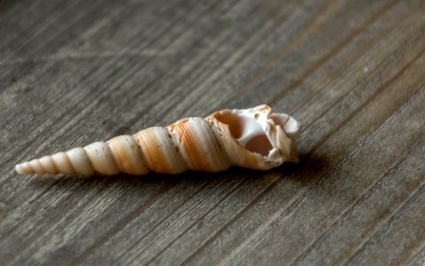 Sea shell, Wood, Brown