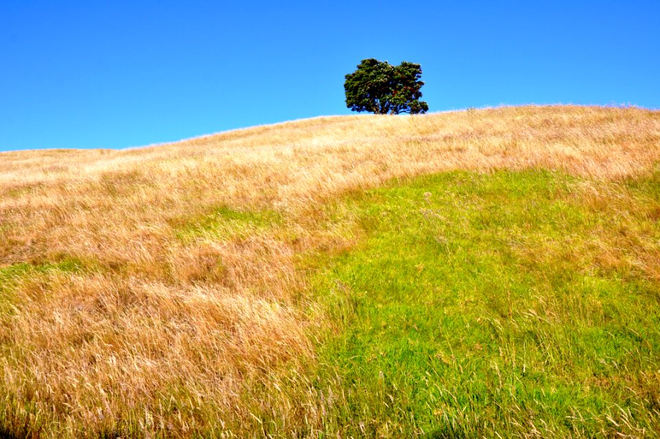 Shakespear regional park, Auckland, New zeal